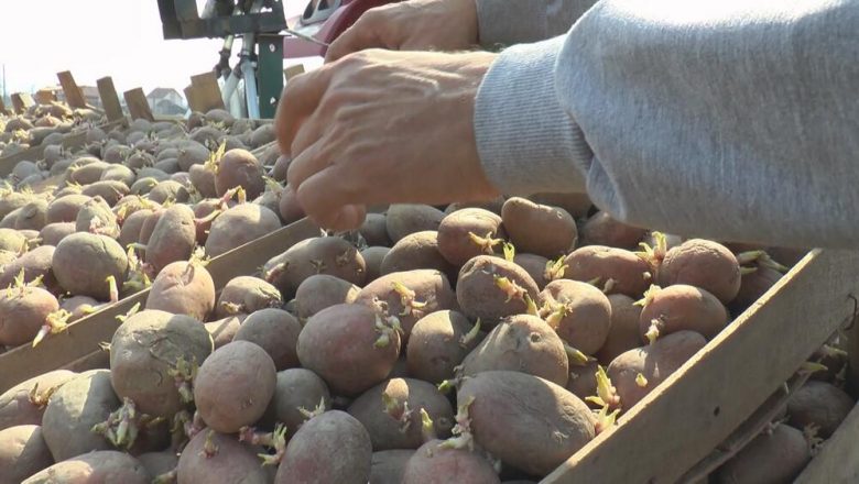 ЗАШТО ЈЕ БАШ КРОМПИР ПАПРЕН НА ПИЈАЦИ ОВИХ ДАНА? Рачуница је врло ЈАСНА
