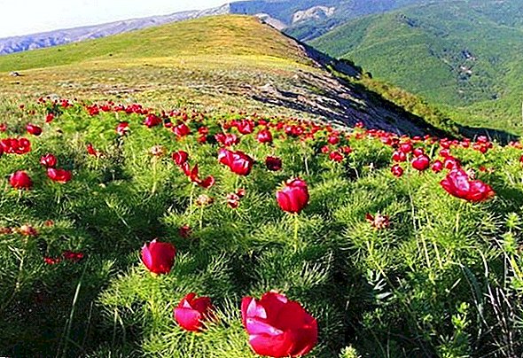 Планински божур, угрожена врста код нас