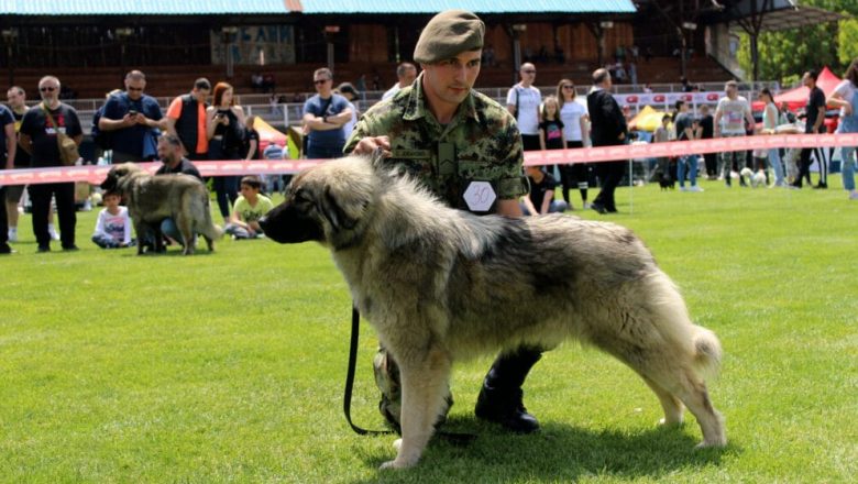 Војни шарпланинци освојили седам награда на регионалном такмичењу
