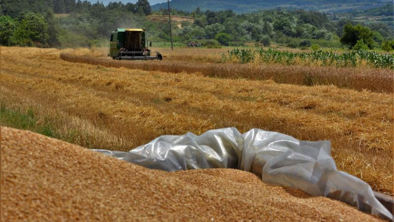 Завршена жетва пшенице у Топлици, приноси око 4 тоне по хектару